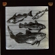 [Group of unidentified fish]