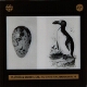 The Great Auk and its Egg