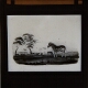 [Zebras and other animals in landscape]