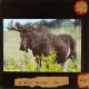 A Bull Moose