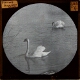 Animal Studies -- Swans