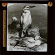 Common gannet