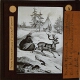 [Man riding in sledge pulled by reindeer]