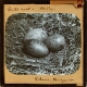 Gull's nest, Scilly
