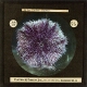 Sea Urchin (living) – alternative version ‘a’