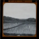 Rice Fields, Java