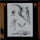 [Bones of archaeopteryx]