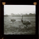[Pair of emus standing in field]