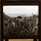 [Agave plants by shore with horses and beached boat]