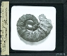 Crioceral Hemerici