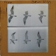 [Six views of seabird in flight]