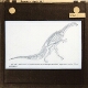 Plateosaurus, a Triassic ancestor of the sauropod dinosaurs