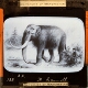 The Mammoth, Elephas primogenius