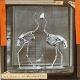 Ostrich, Cassowary and Kiwi Skeleton