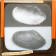 Anodon Shell (Specimen)