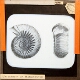 Ammonites Humphreysian