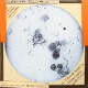 Tubercle bacilli in human sputa, x1,000 (Pound)