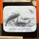 Silurian Sea Scorpions