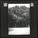 [Large group of trees with roadway]