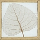 Skeleton Leaf, Poplar
