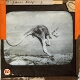 Kangaroo leaping
