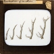 Evolution of Antlers