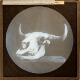 Skull and Horns, American Bison