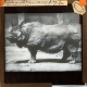 Indian Rhinoceros, No. 2