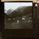 Val Lutour, Cattle