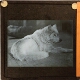[Unidentified dog at rest]