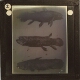 [Three views of coelocanth or similar fish]