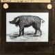 'Greyhound' Pig