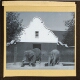 [Two elephants in zoo enclosure]