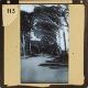 [View of street with trees along sides, probably in Cape Town]