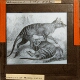 Tasmanian Wolf No. 2