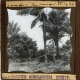 Sierra Leone -- Palm Trees and Hut