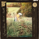 Meadowsweet