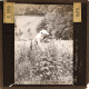 Meadowsweet – alternative version ‘b’
