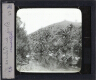 Bois de Palmiers – Image inverted to correct view