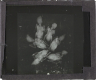 X-Ray photograph of group of six birds – Image inverted to correct view