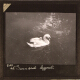 Swan and Cygnet