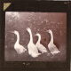 Geese