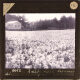 A Field of Lilies A Field of Lilies