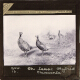 The latest hybrid Pheasants