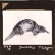Duck billed Platypus